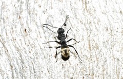 Polyrhachis erato