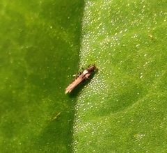 Echinothrips americanus