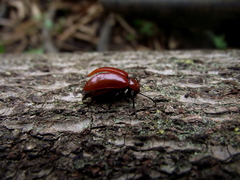 Strongylium hoepfneri