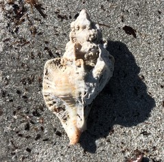 Pterochelus triformis