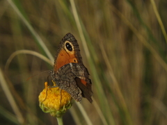 Haywardella edmondsii