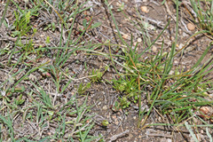 Myosurus apetalus montanus