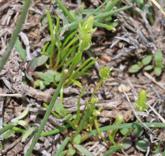 Myosurus apetalus montanus