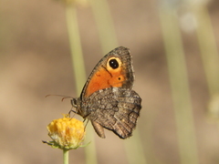 Haywardella edmondsii