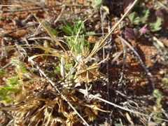 Dactyloctenium radulans
