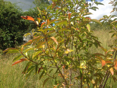 Croton verreauxii