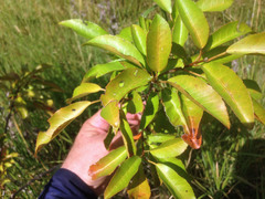 Croton verreauxii