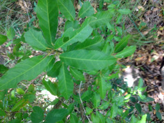 Croton verreauxii