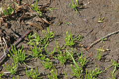 Myosurus apetalus montanus