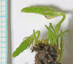 Myosurus apetalus montanus