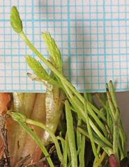 Myosurus apetalus montanus