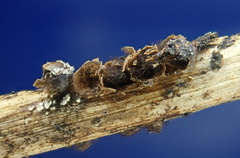 Polyschismium chailletii