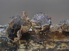 Polyschismium chailletii