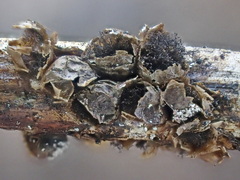 Polyschismium chailletii