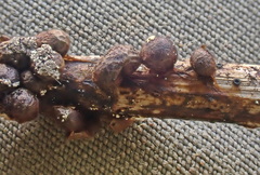 Polyschismium chailletii