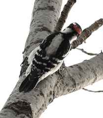 Dryobates pubescens