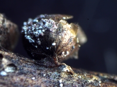 Polyschismium chailletii