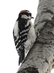 Dryobates pubescens