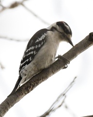 Dryobates pubescens