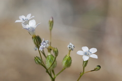Gilia diegensis
