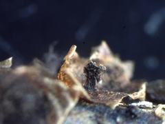 Polyschismium chailletii