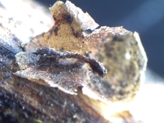 Polyschismium chailletii