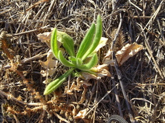 Xerochrysum interiore