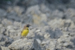 Emberiza aureola
