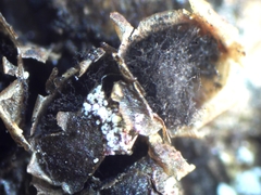 Polyschismium chailletii