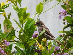 Passer domesticus