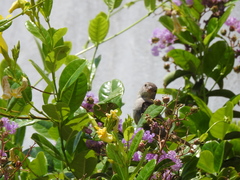 Passer domesticus