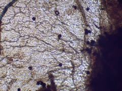 Polyschismium chailletii