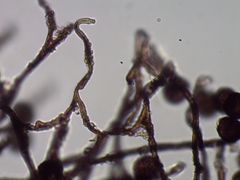 Polyschismium chailletii