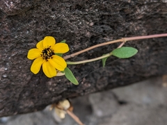 Zinnia maritima