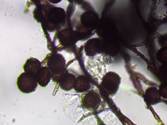 Polyschismium chailletii