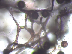 Polyschismium chailletii