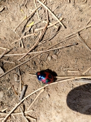 Choerocoris paganus