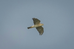 Accipiter virgatus