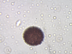 Polyschismium chailletii