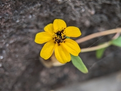 Zinnia maritima