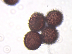 Polyschismium chailletii