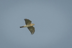 Accipiter virgatus
