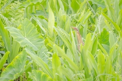 Ixobrychus cinnamomeus