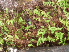 Cryptophis nigrescens