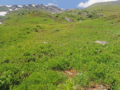 Polyschismium chailletii