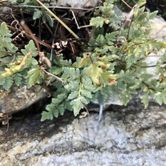 Myriopteris wrightii