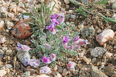 Oxytropis multiceps