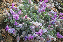Oxytropis multiceps