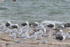 Larus argentatus × marinus
