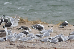 Larus argentatus × marinus